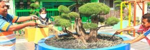 bonsai-surabaya