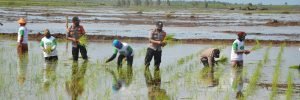 Food Estate