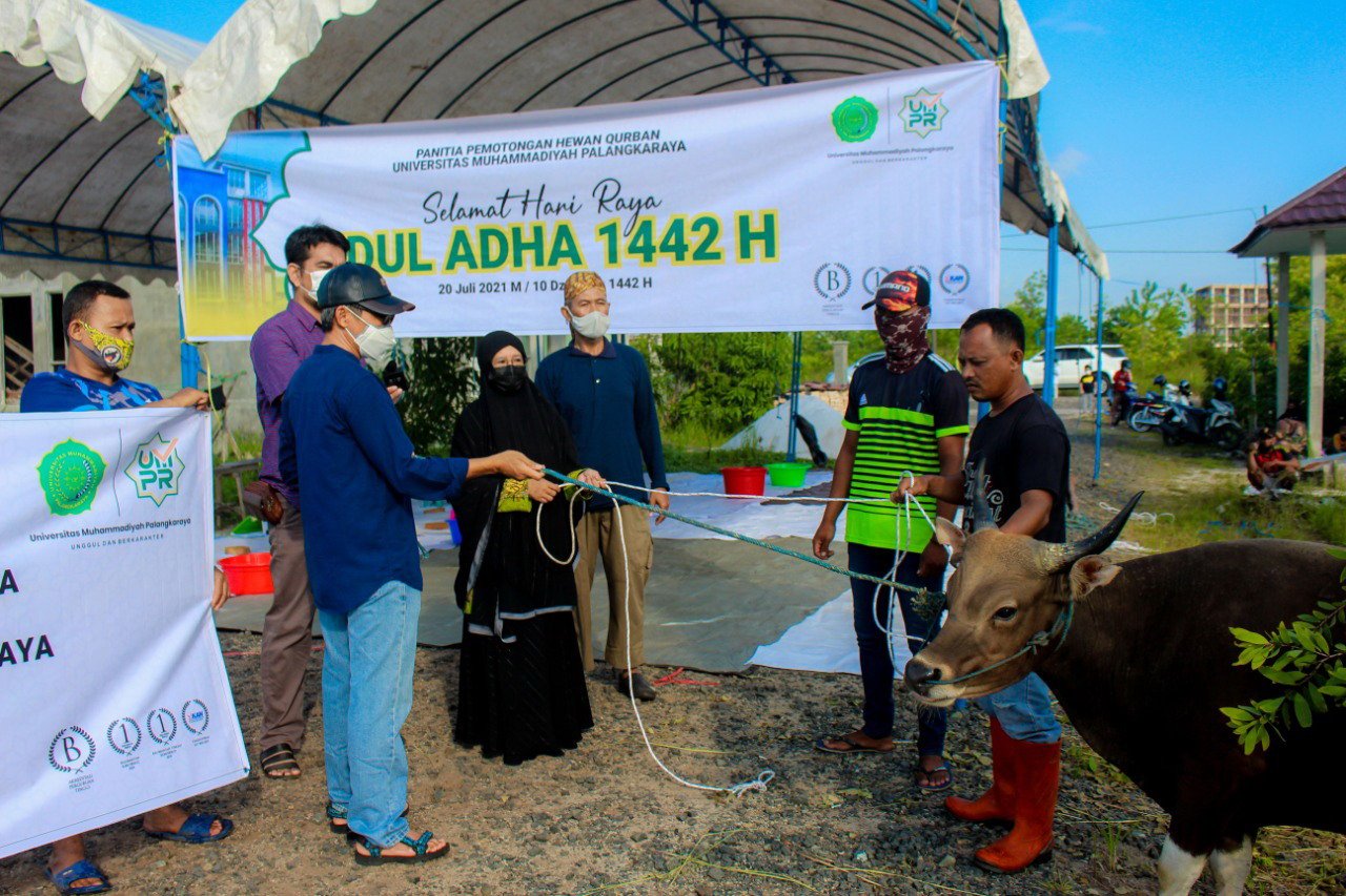 21072021--sos--500--rohan IDULADHA: Rektor UMPR Dr Sonedi MPd secara simbolis menyerahkan 9 sapi pada momen Idul Adha 1442, Selasa (20/7). (FOTO: HUMAS UMPR UNTUK KALTENG POS)