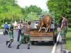 SEMPAT KABUR: Anggota TNI membantu menangkap sapi kurban yang kabur di Jalan Yos Soedarso, Selasa (20/7). (FOTO: DENAR/KALTENG POS)