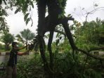 POHON TUMBANG DIPOTONG : Patahan pohon menutupi badan jalan di Adonis Samad usai diterpa angin kencang dan hujan, Minggu (22/8). (FOTO: DENAR/KALTENG POS)