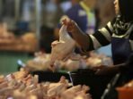 AYAM-POTONG-KALTIM-POST-1-640x446-1 Pedagang ayam di Pasar Besar Palangka Raya saat melayani pembeli di tengah fluktuasi harga ayam ras