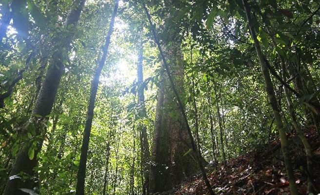 hutan adat
