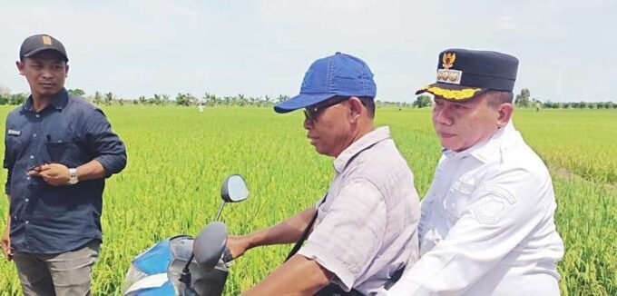 CEK PERTANIAN: Anggota DPRD Kapuas Sutarno saat mendampingi Bupati Kapuas H Muhammad Wiyatno saat meninjau lahan pertanian di Terusan, Rabu (25/6).