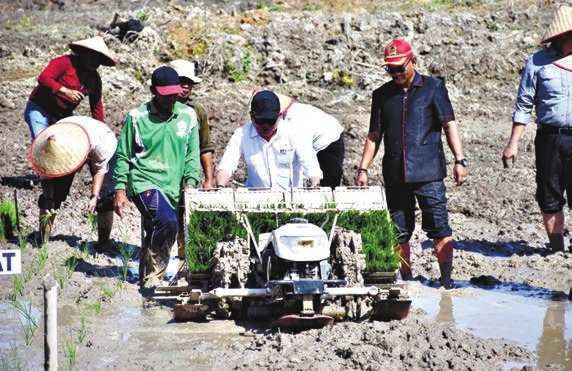 PERTANIAN MODERN: Bupati Kapuas H Muhammad Wiyatno melakukan penanaman padi perdana di lahan CSR Desa Sei Kayu, Sabtu (21/6).