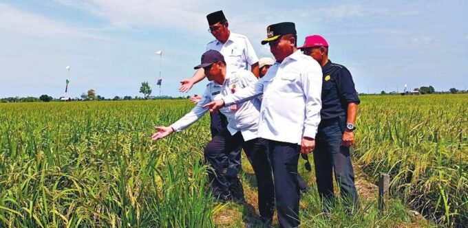 CEK LAHAN: Bupati Kapuas H Muhammad Wiyatno saat mengecek lahan padi di Desa Terusan Makmur, Rabu (25/6).