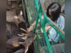 Nyaru Menteng Pengunjung Berinteraksi Dengan Rusa di Nyaru Menteng, Minggu (22/6/2025)