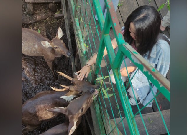 Nyaru Menteng Pengunjung Berinteraksi Dengan Rusa di Nyaru Menteng, Minggu (22/6/2025)