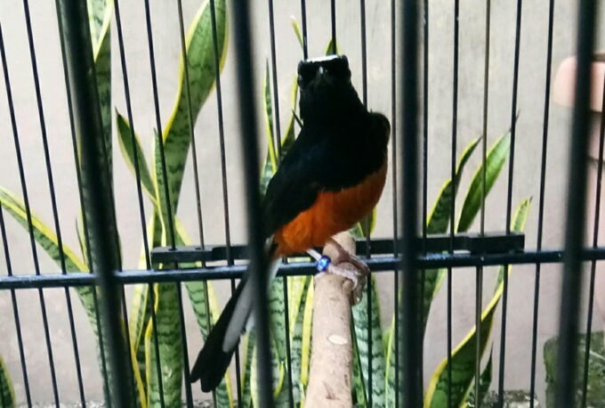 murai borneo murai borneo