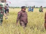 TANAMAN PANGAN: Ketua DPRD Kapuas Ardiansah (tengah) saat panen raya padi di Desa Terusan Makmur, Senin (14/7).