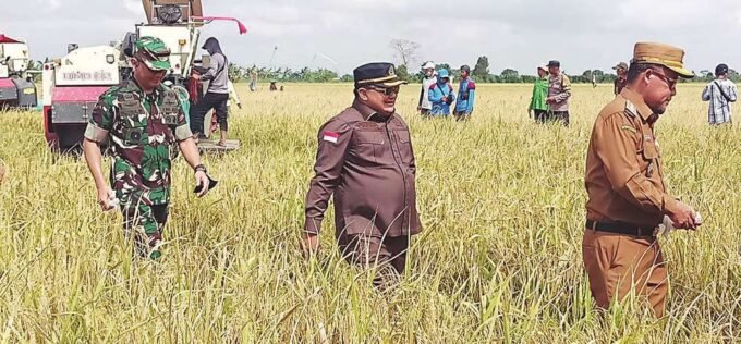 DPRD KAPUAS TANAMAN PANGAN: Ketua DPRD Kapuas Ardiansah (tengah) saat panen raya padi di Desa Terusan Makmur, Senin (14/7).