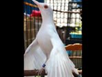 albino-1 murai albino