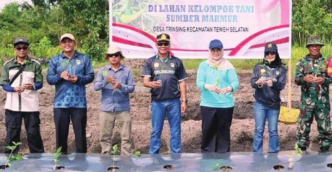 TANAM BERSAMA: Anggota DPRD Barito Utara, Ardianto (tiga dari kiri) menanam di lahan Kelompok Tani Sumber Makmur Desa Tringsing, belum lama ini.