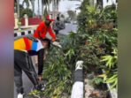PANGKAS DAHAN : Petugas dari Dishub Kotim saat melakukan pemangkasan dahan yang ada di jalan protokol belum lama ini.