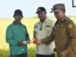 KATINGAN PANEN RAYA: Bupati Katingan, Saiful dan Wakil Bupati Katingan, Firdaus mengikuti acara syukuran di kegiatan panen raya di Desa Jaya Makmur, Kecamatan Katingan Kuala, Selasa (5/8).