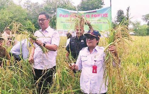PALANGKA RAYA PANEN: Plt Asisten Pemerintahan dan Kesejahteraan Rakyat Kota Palangka Raya, Gloriana Aden bersama Kepala DPKP Kota Palangka Raya, Sugiyanto beserta petani memanen padi, di Jalan Tjilik Riwut Km 30, Rabu (20/8).
