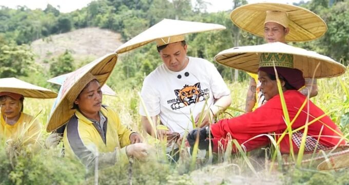 Lamandau Bupati Lamandau Rizky Aditya Putra saat melaksanakan panen padi bersama dengan warga Kelampatan Limat, Desa Benakitan, belum lama ini.