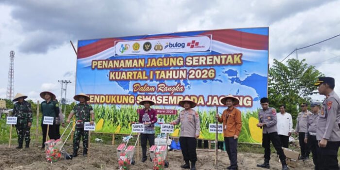 Katingan MENANAM Kepala Dinas Ketahanan Pangan dan Pertanian Kabupaten Katingan Mozart D Staing bersama TNI Polri dan pihak terkait lainnya, ketika melaksanakan menanam raya jagung, Sabtu (7/3).