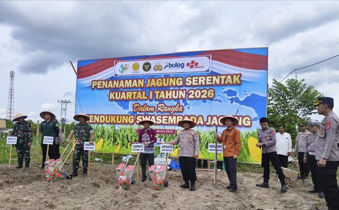 MENANAM Kepala Dinas Ketahanan Pangan dan Pertanian Kabupaten Katingan Mozart D Staing bersama TNI Polri dan pihak terkait lainnya, ketika melaksanakan menanam raya jagung, Sabtu (7/3).