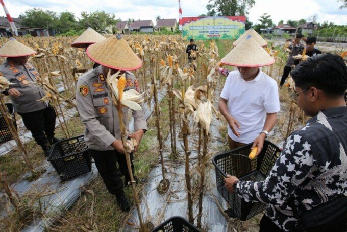 Wakil Wali Kota Palangka Raya, Achmad Zaini memetik jagung dalam panen bersama Polri di Pekarangan Mapolresta Palangka Raya, belum lama ini.
