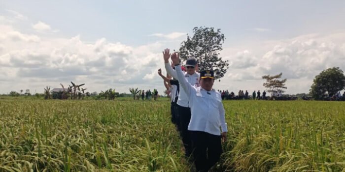 Sebagai kawasan lumbung padi, Kabupaten Kapuas terus memperluas lahan pertanian.