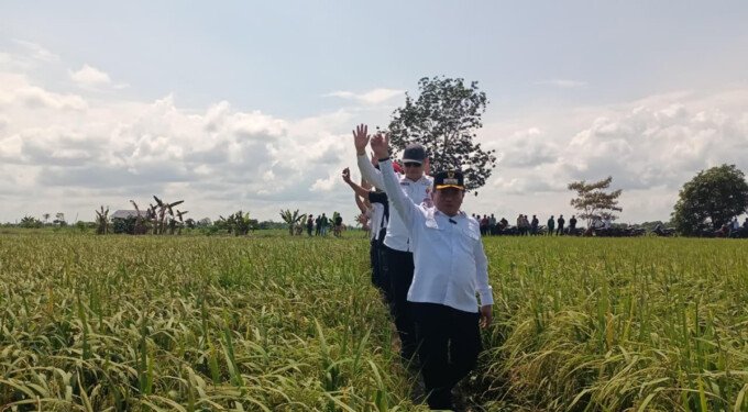 Sebagai kawasan lumbung padi, Kabupaten Kapuas terus memperluas lahan pertanian.