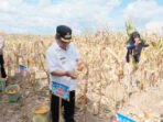 Bupati Kapuas H.M. Wiyatno bersama jajaran melaksanakan panen jagung pada kegiatan Panen Raya Jagung Serentak Kuartal II Tahun 2026 di Desa Sei Asam, Kecamatan Kapuas Hilir, Sabtu (16/5).