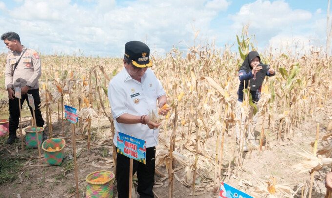 Kapuas Bupati Kapuas H.M. Wiyatno bersama jajaran melaksanakan panen jagung pada kegiatan Panen Raya Jagung Serentak Kuartal II Tahun 2026 di Desa Sei Asam, Kecamatan Kapuas Hilir, Sabtu (16/5).