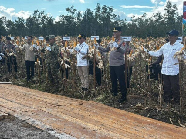 Gubernur Kalteng, H Agustiar Sabran, bersama Kapolda Kalteng dan unsur Forkopimda memegang hasil panen saat kegiatan Panen Raya Jagung Serentak Kuartal II di Tumbang Talaken, Kecamatan Rakumpit, Sabtu (16/5).