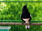 nasional Kacer Hitam Putih dengan Tatapan Tajam