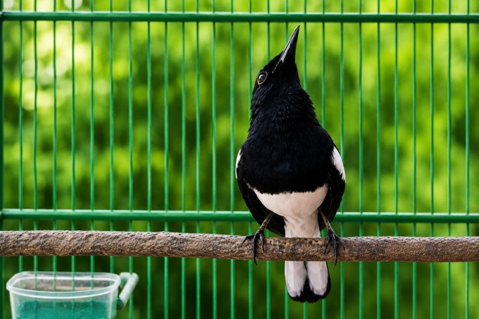 nasional Kacer Hitam Putih dengan Tatapan Tajam