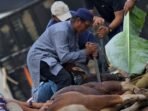sapi nasdem