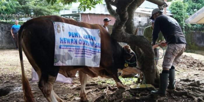 sapi pln