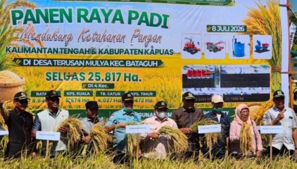 Ketua DPRD Kabupaten Kapuas Ardiansah bersama anggota DPRD Kapuas mengikuti panen raya padi di Terusan Mulya, pada Sabtu (8/7/2026).