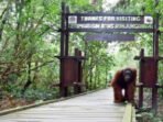 tanjung puting