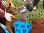 orang utan-1